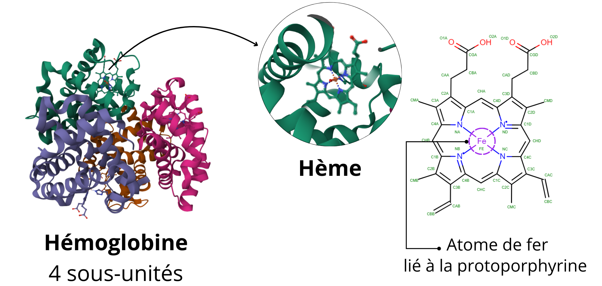 Structure moléculaire de l'hemoglobine